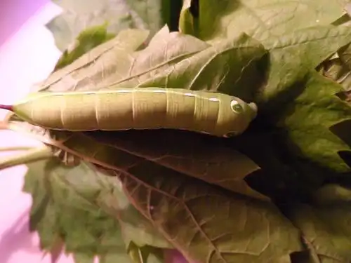 貌似是葡萄天蛾的幼虫