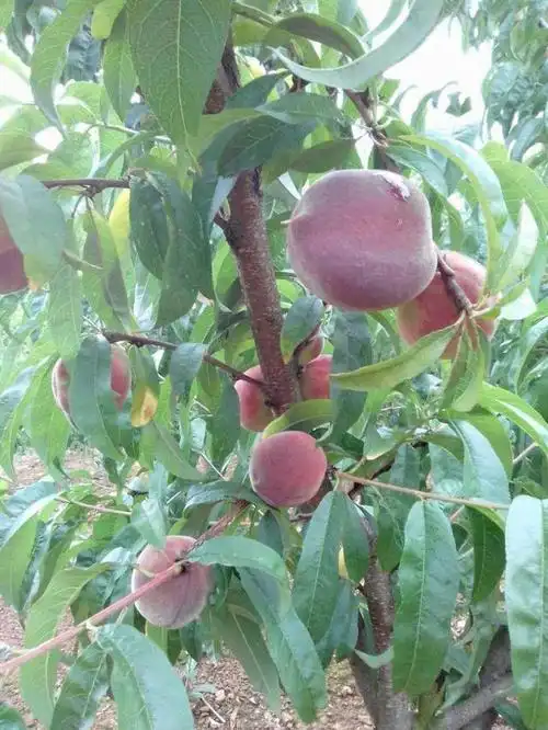 现在市面上有很多桃子品种,综合来看,种黑桃是一个不错的