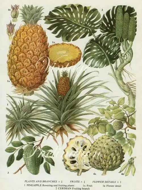 素材分享自然形态解析