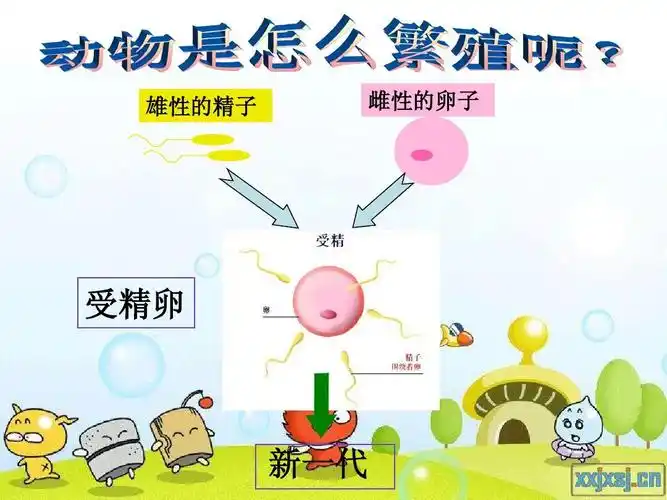 2-7动物的繁殖活动ppt