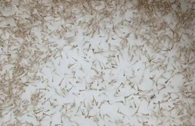 泥鳅自然繁殖技术