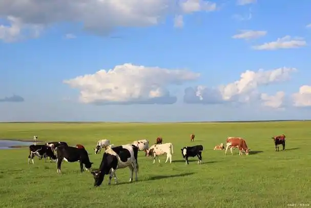 呼伦贝尔大草原呼伦贝尔大草原,被誉为"中国最美的草原",是内蒙古最