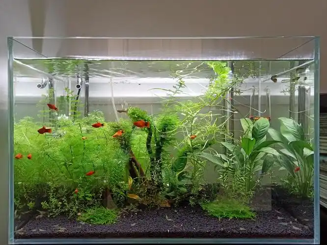 选对的鱼缸养漂亮的鱼