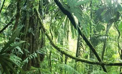亚马逊雨林看起来是绿色天堂实则是人类禁区到底有多恐怖