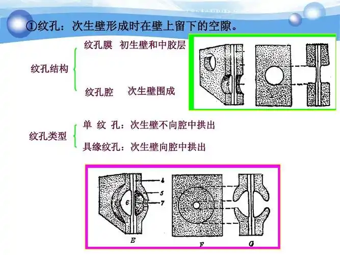 竞赛辅导植物生物学——植物的细胞和组织(共37张ppt) ①纹孔:次生壁