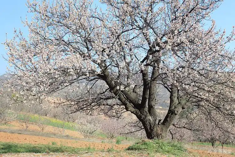 杏树图片_杏树高清图片_全景视觉
