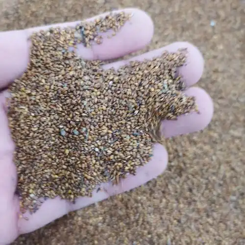 夏枯球种子观种籽国产散装四季多年生庭院观叶种孑家庭园艺种子