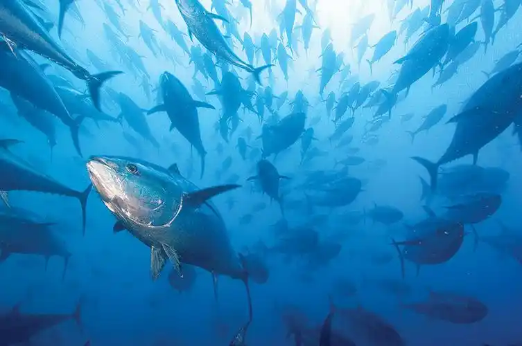 蓝鳍金枪鱼价格多少钱一斤(一条278公斤的金枪鱼)