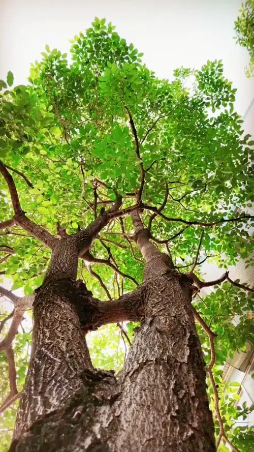 夫妻树:连枝同根各自精彩,连树都在说:我爱你