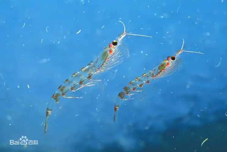 不是虾的南极磷虾_长沙海底世界【官网】