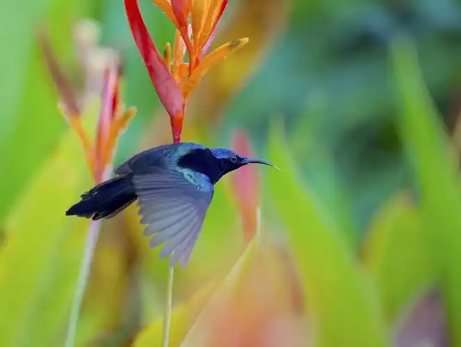 马来西亚拍鸟:铜喉花蜜鸟