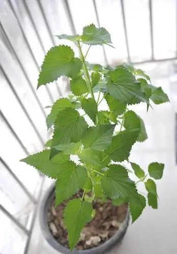 五香叶,煎鱼的时候放,妙不可言 删除 赞回应 来自 豆瓣app