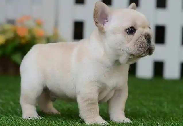 15种适合家庭喂养的小型犬,不仅聪明而且好养,看看你家是否上榜