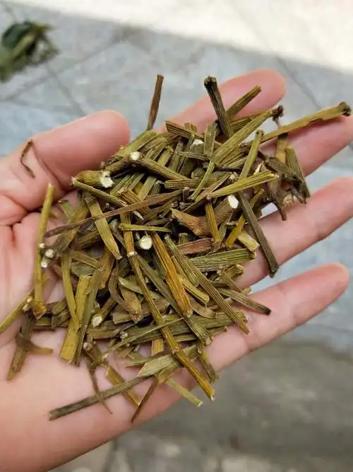 中药材桑寄生槲寄生每件500克