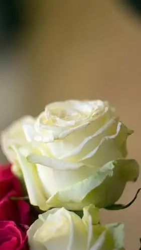 清新淡雅的白色玫瑰手机壁纸