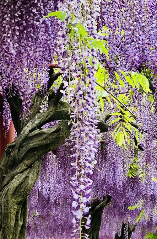 紫藤树的藤粗壮,盘旋的支条向上生长着,绿油油的叶,垂挂下来的串串