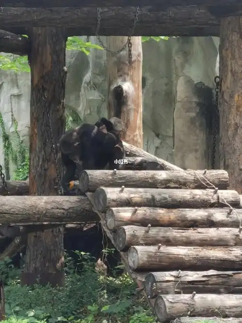 猩猩宝宝北京动物园