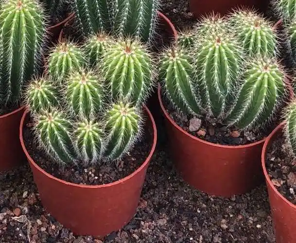 大凤龙多头实生仙人柱多肉植物仙人掌防辐射室内盆栽仙人球