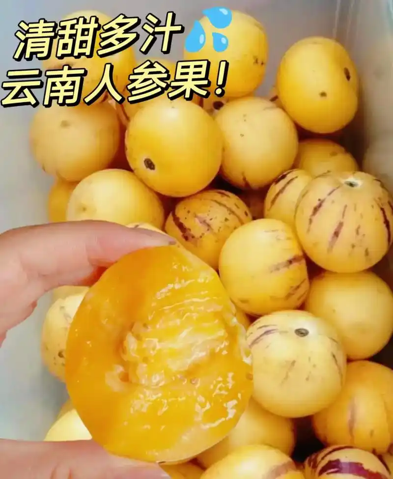 云南人参果.#图文掘金计划 家人们～怎么会有这么好吃神仙人参 - 抖音