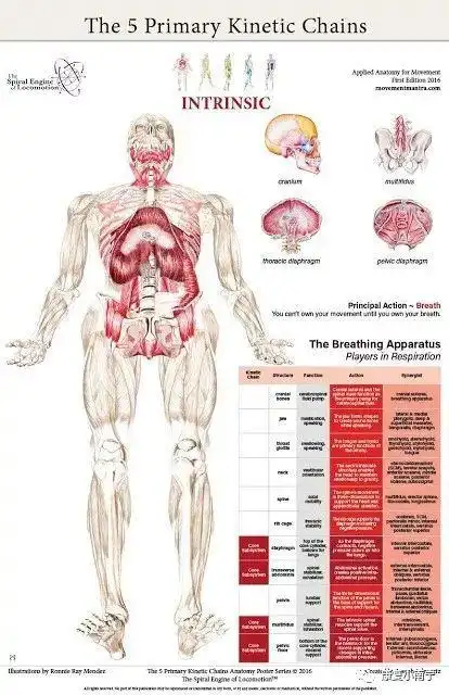 筋膜中的五大人体动作链系统