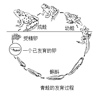 下图为青蛙发育过程请据图回答