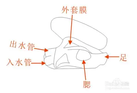 缢蛏的内部结构简笔画