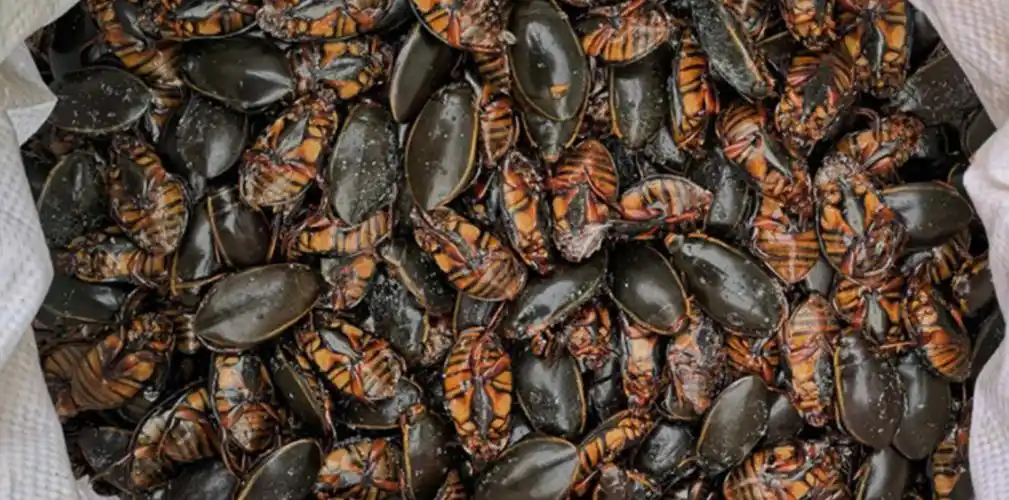 在广东吃过一次水蟑螂治好了密集恐惧症
