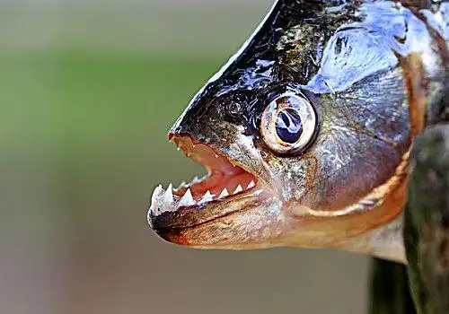 水虎鱼,成年,头像,展示,牙齿,潘塔纳尔,巴西,南美