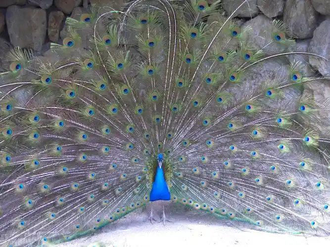 孔雀开屏1080x1920分辨率查看