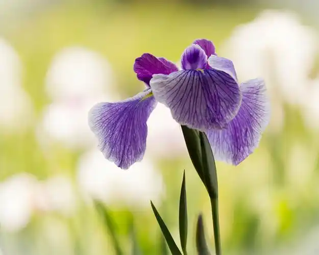 下载桌布 1280x1024 紫色的鸢尾花,花卉特写 桌面背景