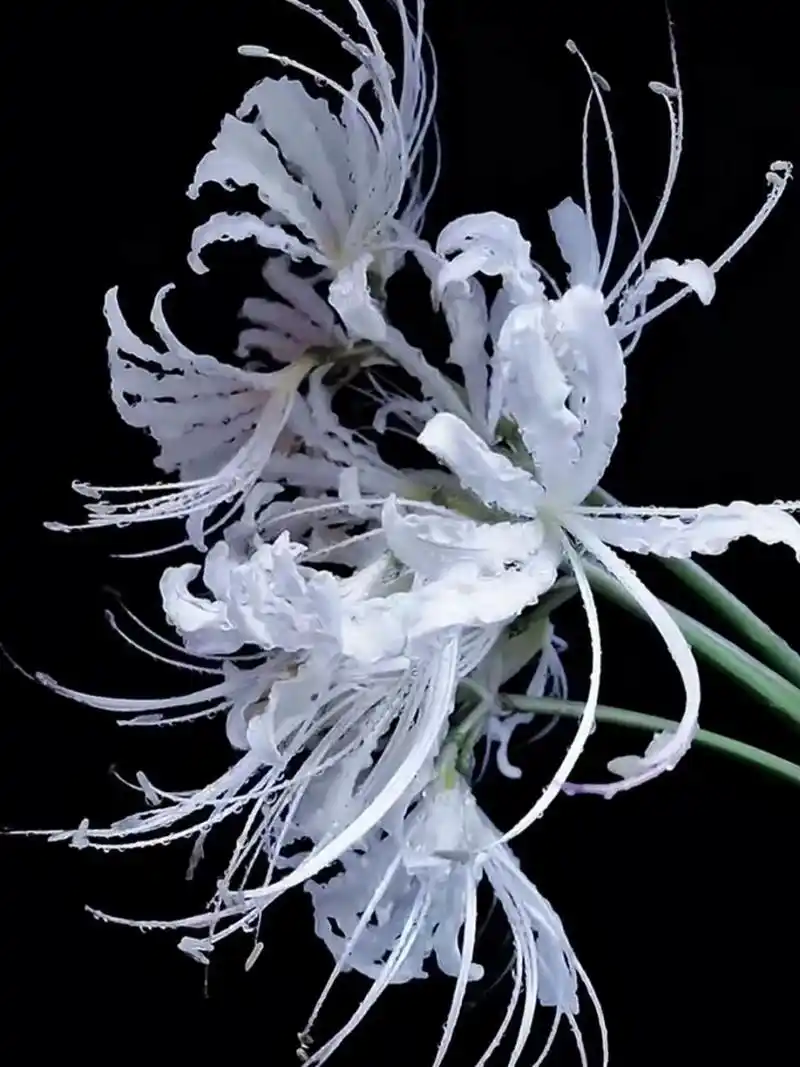 100种花卉勾法第40种-白色彼岸花① 今天被家里小公举缠着陪她玩,勾得