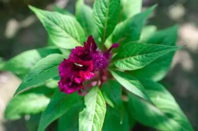 夏季俯拍一株鸡冠花,红色的花,绿色的叶子