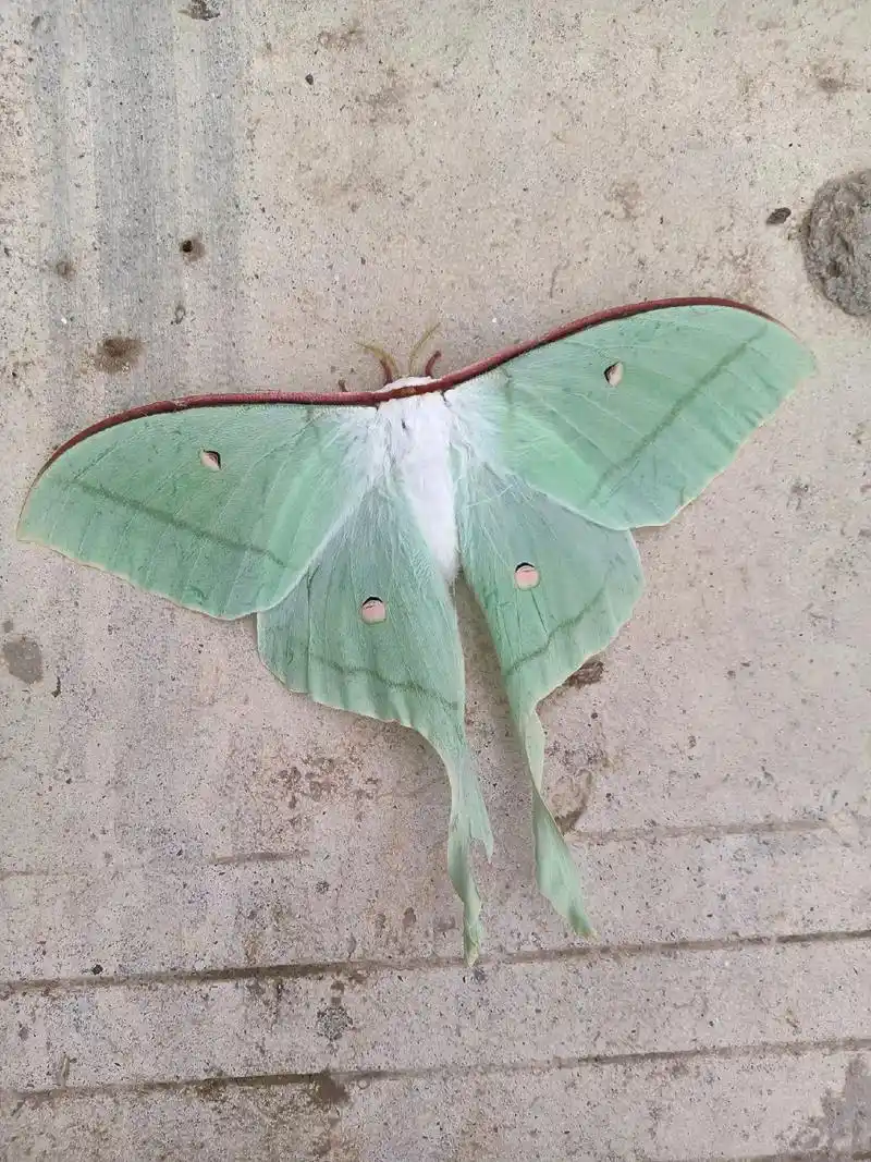 这是蛾子好可爱!你敢赤手空拳逮捕它的幼虫算你狠! - 抖音