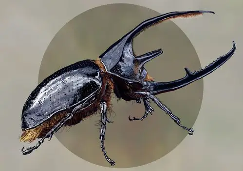 农村野外常见的独角仙,虫子虽然小,老农说品相好点的卖不少钱