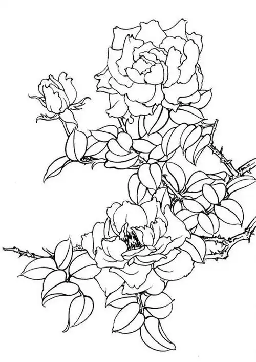 名家白描花鸟之月季篇