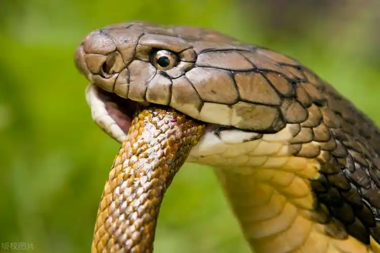 世界上最大的毒蛇眼镜王蛇,12毫克毒液能致人死亡,以吃毒蛇为生_血清