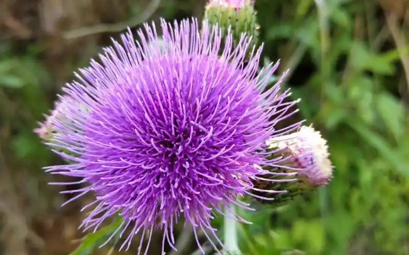 紫色的蒲公英,的约定