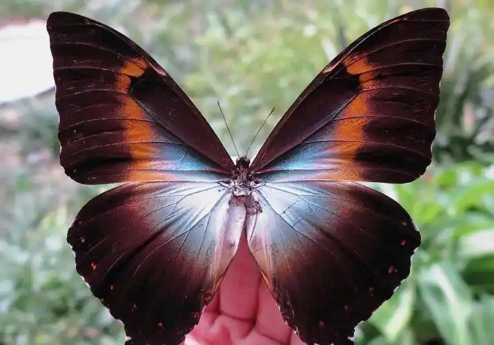 月神闪蝶混色型