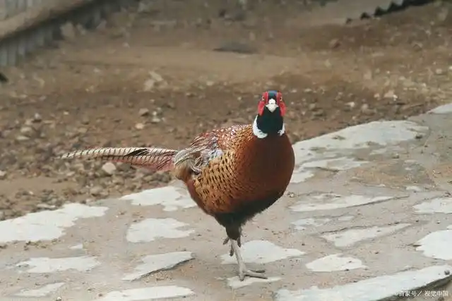 农村野外的动物越来越少,为何野鸡却越来越多?看完心里有数了