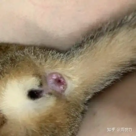 什么都没脐出来但肛门那边就肿肿的有2个白色的点点在2旁,这个是正常