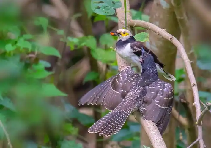 笔架山椋鸟养育噪鹃