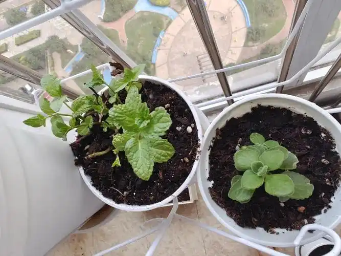 薄荷长了很多新芽芽茉莉花简直太牛了,剪了枝条之后没几天就嗷嗷长了