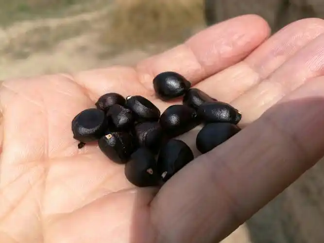 版块 69 花粉广场 69 花粉随手拍 69 牡丹花籽