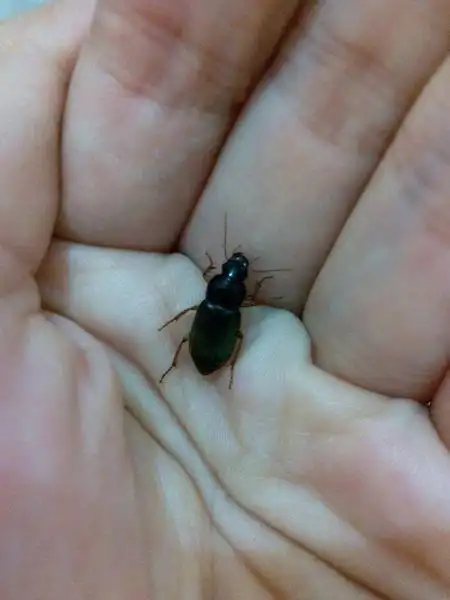 今天又在床上抓到一只和昨天那个一样的虫子 是蟑螂么