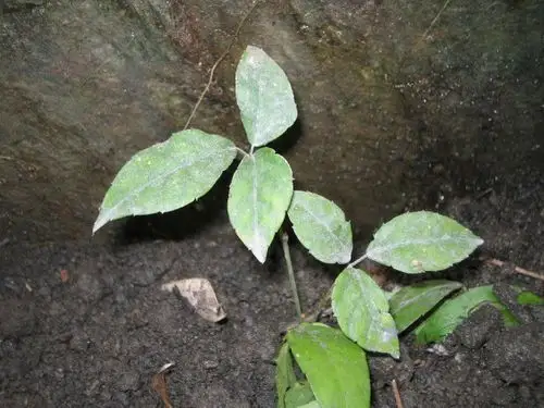 三叶青提取物植提工厂