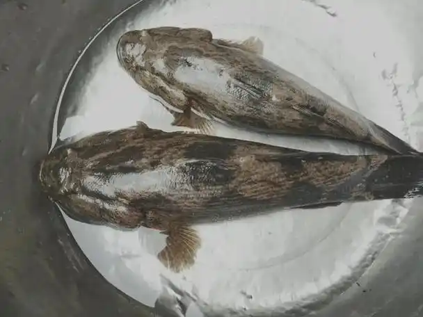 养殖|鱼种|黑鱼|罗非鱼|巴西龟|淡水鱼|水生动物|斑驳尖塘鳢_网易订阅