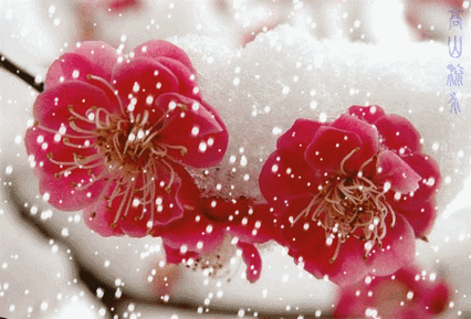 如今梅花为君子,雪中赏梅人人爱.雪花飞舞梅花开,大雪压顶权当被盖.