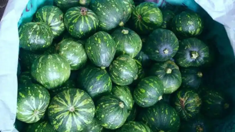 青皮小南瓜的营养价值