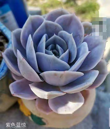 蓝色惊喜单头群生 多肉植物绿植盆栽花卉净化空气花果山多肉杂交