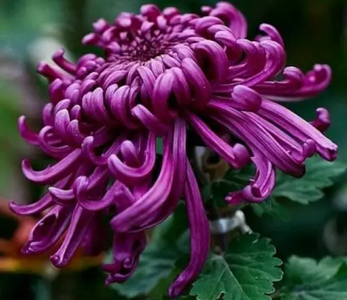 我的植物世界(53)菊花品种图例(五)畸瓣类(下)毛刺型.(特)名菊拾遗.